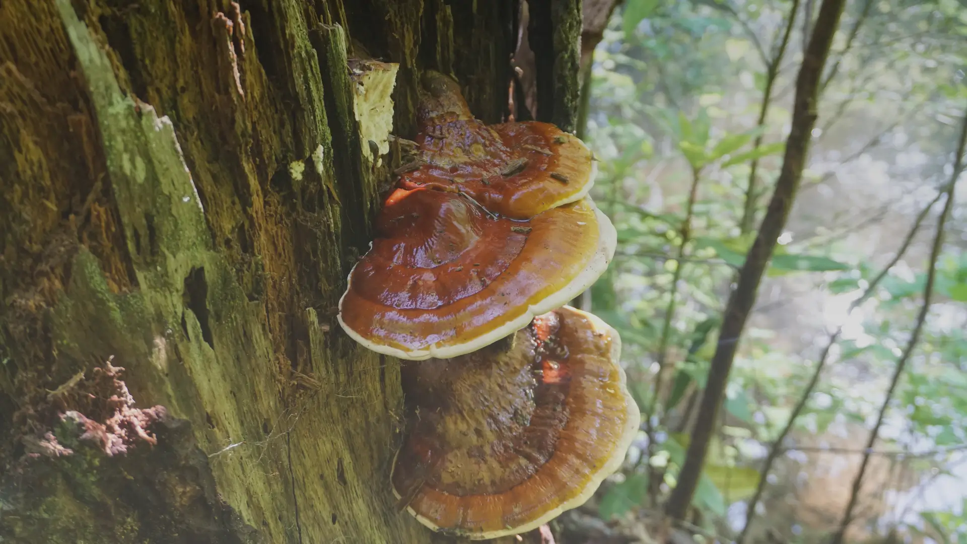 Reishi: the adaptogen that calms and boosts immunity