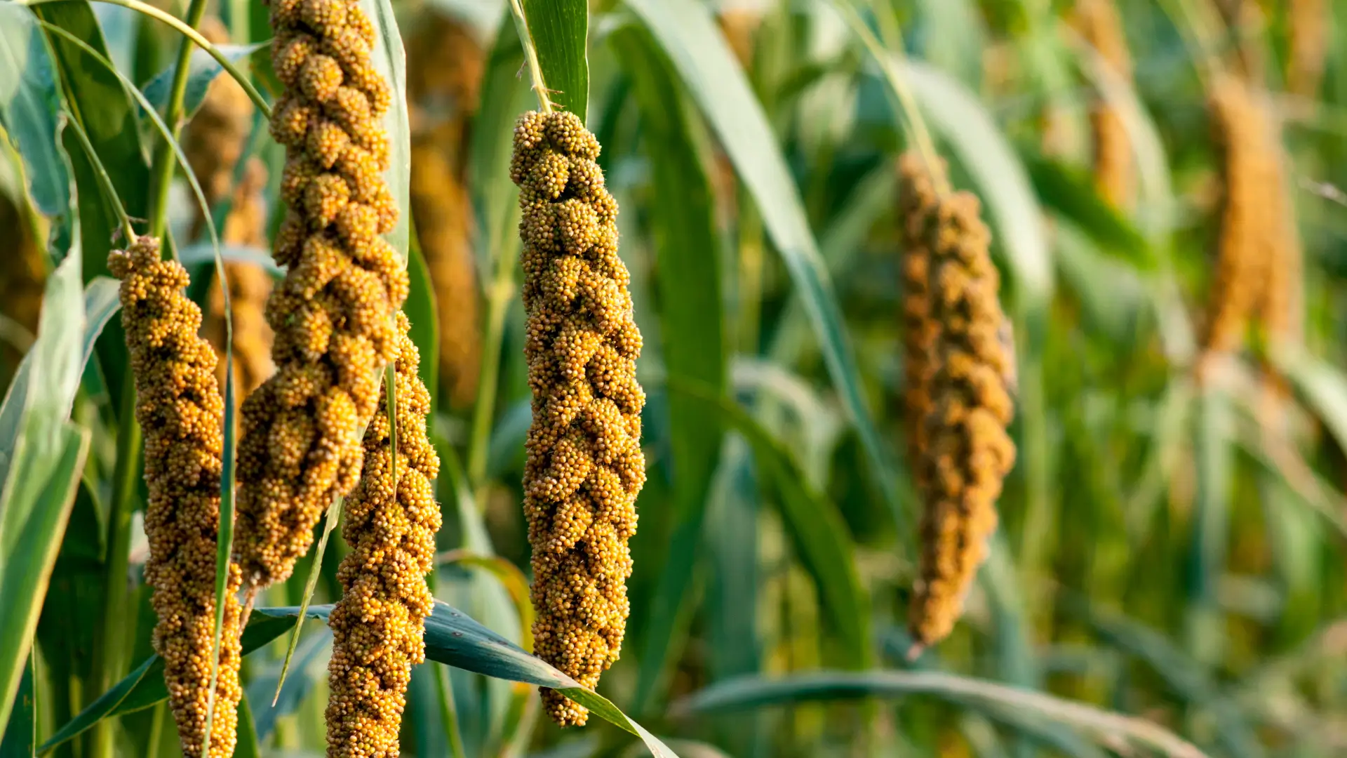 Millet seed extract for hair supplements showing millet grains and an oil dropper